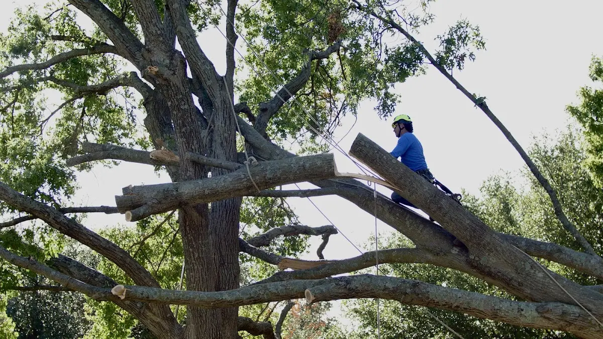 Professional Hazardous Tree Removal performed by certified arborists in Reelsville